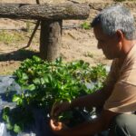 Colonia Popular impulsa la producción local con una capacitación sobre plantines de frutilla