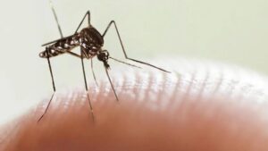 dengue-misiones
