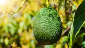 palta-aguacate