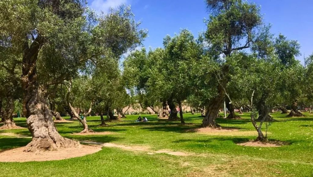 _bosque-el-olivar-2