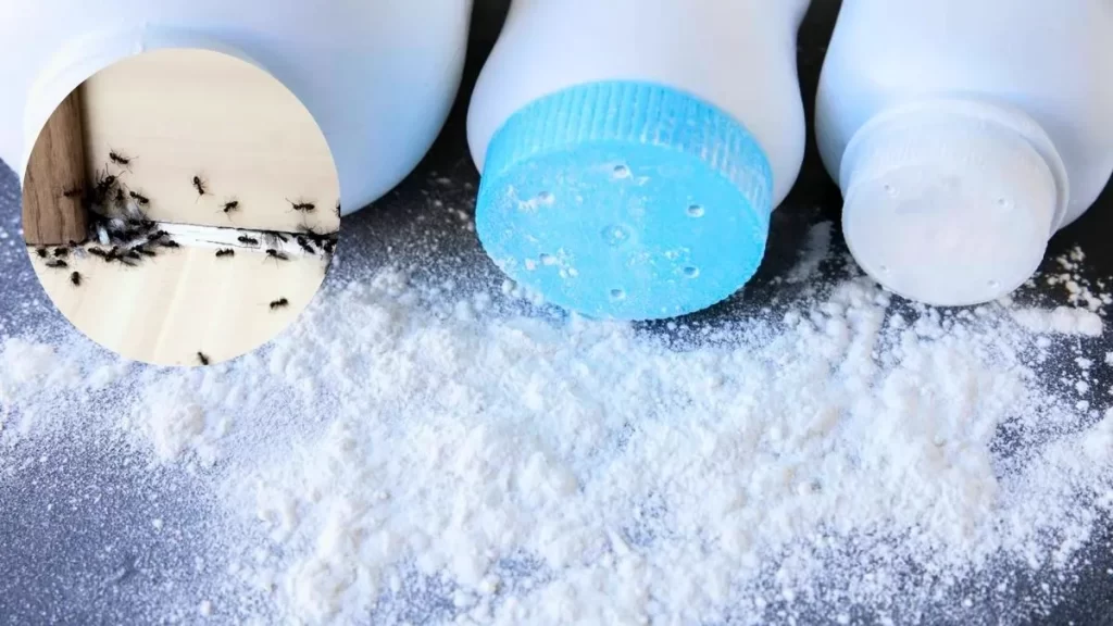 hormigas-talco-repelente