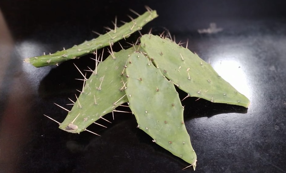 Estudio-de-Opuntia-9