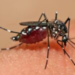 Salud solicita extremar cuidados y reforzar la prevención contra el dengue