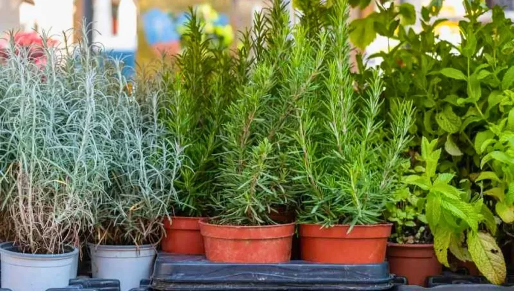 romero-planta-jardin