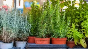 romero-planta-jardin