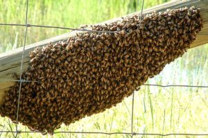 web-abejas