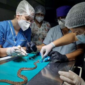 Anestesia-Serpientes