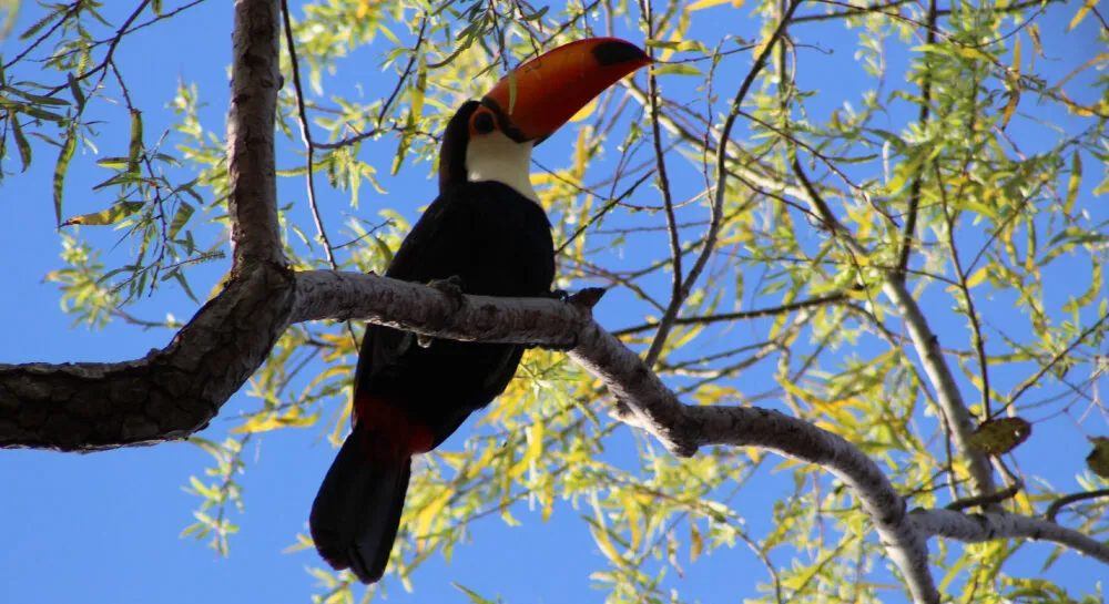 Los-Chaguares-03-e1773850757216