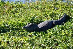 caiman-yacare-3-1024x682