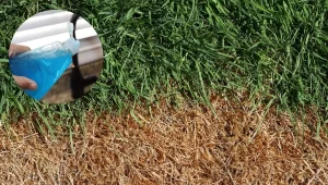 detergente-jardin-truco-casero