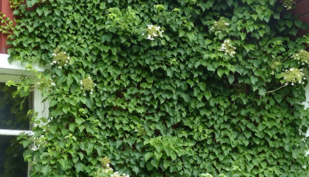 hortensia-trepadora