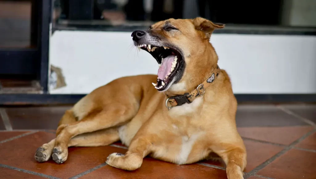 perro-que-significa-mascota