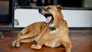 perro-que-significa-mascota