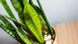 sansevieria-lengua-suegra