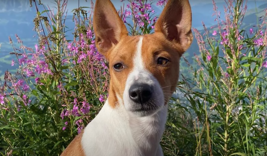 teddy-roosevelt-terrier