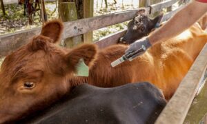 vacunar-curso-senasa-infocampo