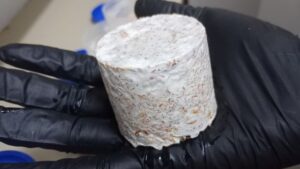 Micelio Tapa