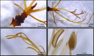 Podostemum-distichum-