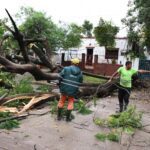Continua la remoción de arboles caídos durante el temporal en Resistencia