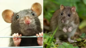rata-y-raton