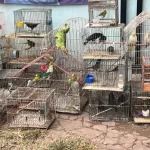 Vendían animales por redes sociales y los enviaban por encomiendas a diferentes provincias
