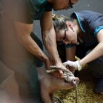 Trichinellosis spp.: desde Veterinarias capacitan para prevenir esta “amenaza silenciosa que sigue poniendo en riesgo la salud pública”