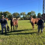 Makallé refuerza controles por animales sueltos y pide mayor responsabilidad a los vecinos