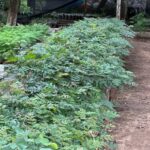 Charata fortalece el cuidado ambiental a través de su vivero municipal