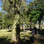 Avanzan los trabajos de poda y despeje de luminarias en Margarita Belén