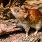 Hantavirus: cómo se contagia y cuáles son los síntomas