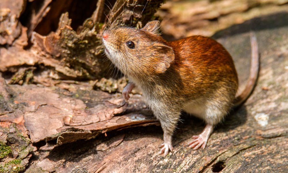 74000-en-2020-se-registraron-14-infecciones-por-hantavirus-en-salta
