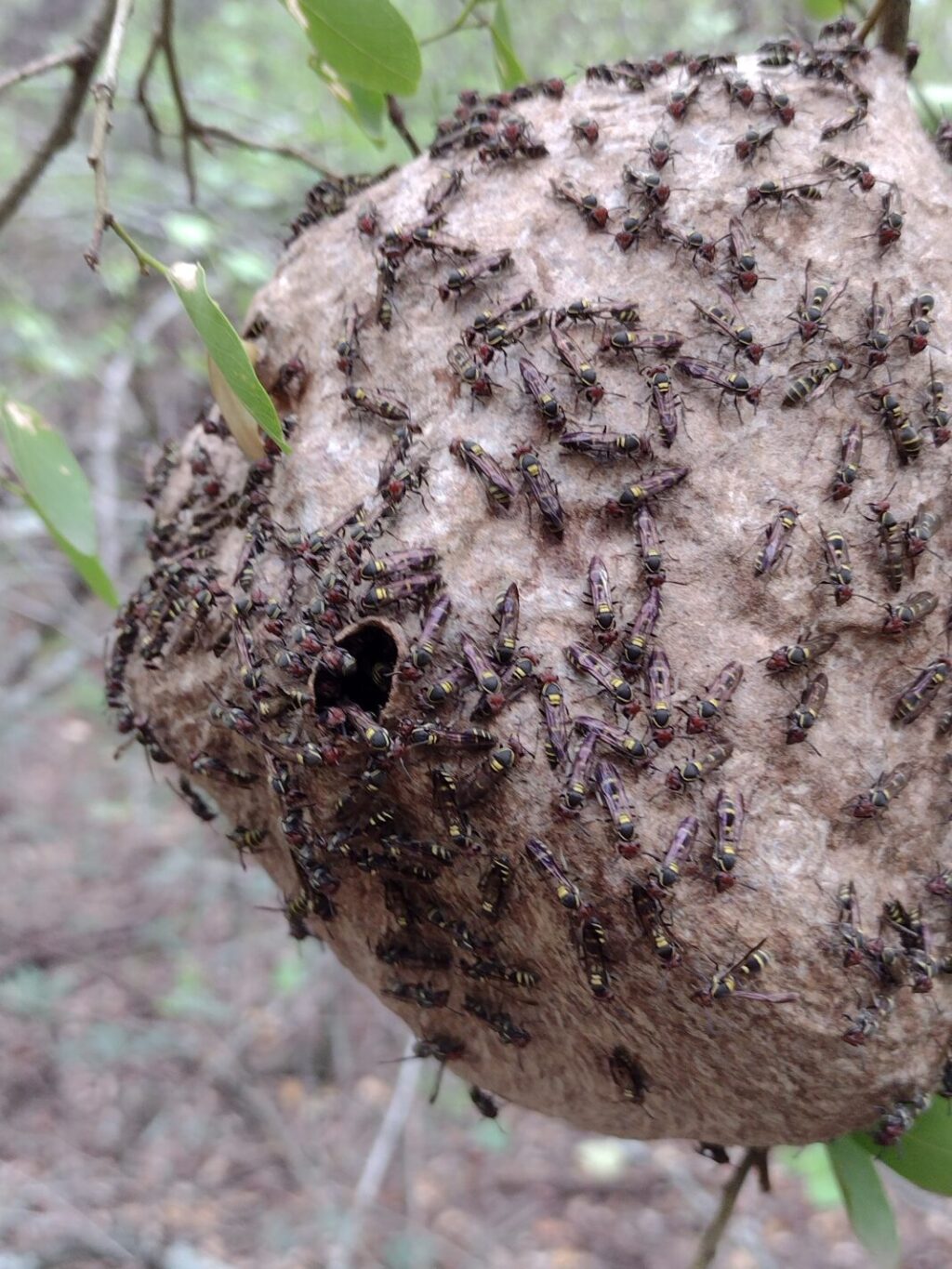 Nido-activo-de-Polybia-ruficeps-2021-1068x1424
