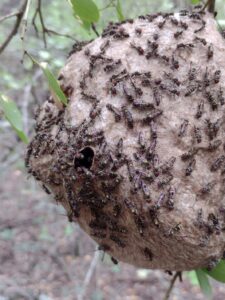 Nido-activo-de-Polybia-ruficeps-2021-1068x1424
