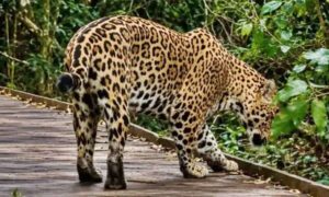 cats-326