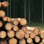 madera-rollo-2