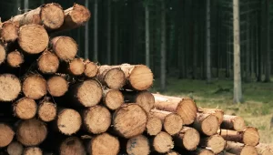madera-rollo-2
