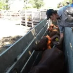 Inicia la segunda campaña anual de vacunación contra la fiebre aftosa y la brucelosis bovina