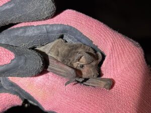 Murcielagos-07-1024x768
