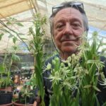 Registraron el híbrido N° 100 de orquídeas de la Facultad de Ciencias Agrarias de la UNNE