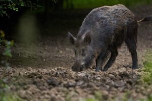 cerdo-asilvestrado2-1024x682