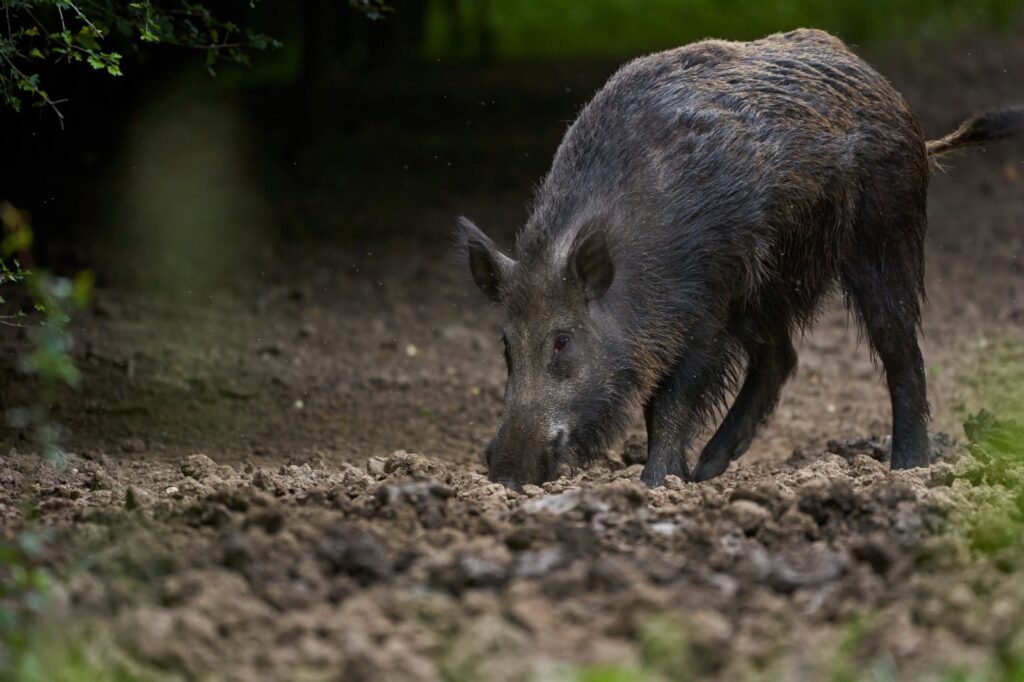 cerdo-asilvestrado2-1024x682