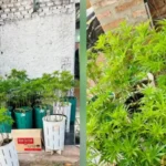 Tras una denuncia por violencia familiar, descubrieron una plantación de marihuana