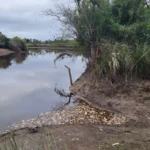 Buscan determinar las causas de la mortandad de peces en el río Salado