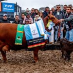 Orgullo chaqueño: cabañas de la provincia fueron premiadas en la Exposición Rural de Palermo