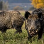 Una provincia impulsará la venta de «carnes salvajes» como proteínas alternativas
