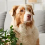 La planta de interior que es apta para mascotas y decora cualquier ambiente del hogar