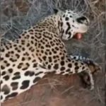 El 25 comenzará otro juicio contra un hombre, por la caza de un yaguareté en Formosa