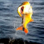 La Isla del Cerrito se prepara para la Fiesta del Dorado: están abiertas las inscripciones