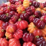 El dulce de ñangapirí, una receta tradicional que preserva el sabor de las frutas