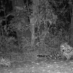 Captaron a una yaguareté jugando con su cría en plena selva misionera